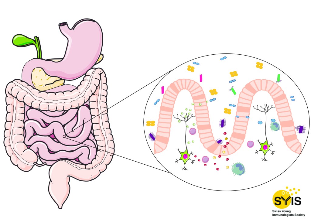 Gut Neuroimmunity – Teamwork makes the dream work  